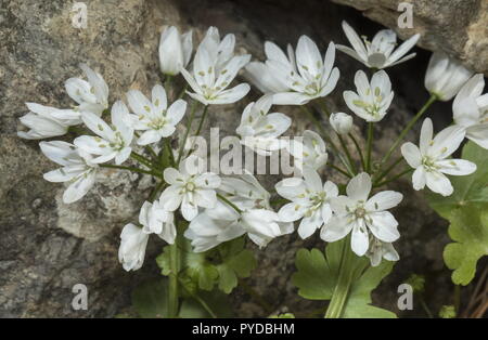 Neapel Knoblauch, Allium neapolitanum in Blume, Rhodes. Stockfoto