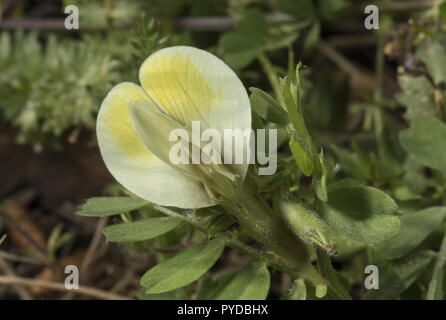 Haarige Gelb Vetch, Vicia hybrida, in Blüte im Frühjahr, Rhodes. Stockfoto