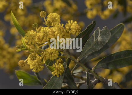 Coojong oder goldenen Kranz wattle, Acacia saligna in voller Blüte. Stockfoto