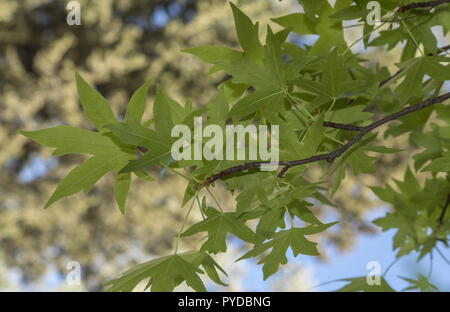 Orientalische sweetgum, Liquidambar orientalis, Laub im Frühjahr. Rhodos. Stockfoto