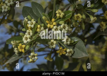 Mock orange, Pittosporum tobira, in Blüte. Aus Japan, weit gepflanzt. Stockfoto