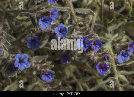 Dyer's Alkanet, Alkanna Dolmetsch, in der Blume am Strand, Rhodos Stockfoto