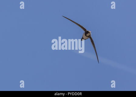 Alpine Swift, Tachymarptis Melba, im Flug, Rhodos. Stockfoto