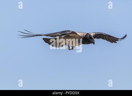 Nebelkrähe, Corvus cornix, im Flug. Stockfoto