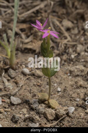 Weniger Centaury, Centaurium pulchellum in Blüte in offenen Küstenland. Stockfoto