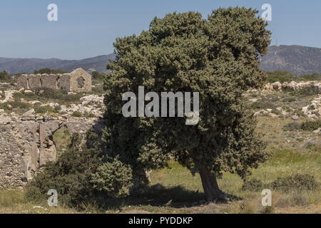 Östlichen stachelige Wacholder, Juniperus oxycedrus ssp Canescens, Baum in Rhodos. Stockfoto