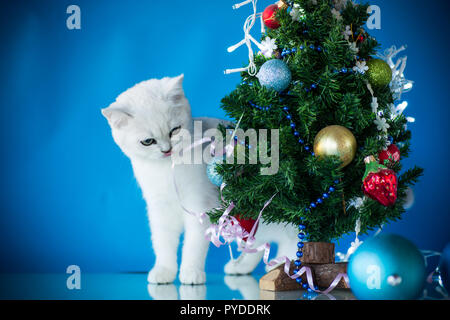 Kleine Katze mit einem Weihnachtsbaum mit Spielzeug Stockfoto