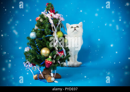 Kleine Katze mit einem Weihnachtsbaum mit Spielzeug Stockfoto