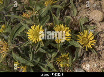 Stachelige Starwort, Pallenis spinosa, in den Schatten gestellt Form auf den Klippen im Süden von Rhodos. Stockfoto