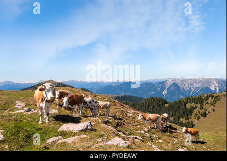 Kühe auf der Seiser Alm, der größten Hochalm Europas, atemberaubenden Rocky Mountains im Hintergrund. Stockfoto