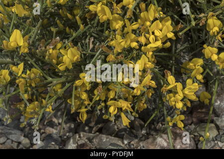 Stachelige Besen, Genista acanthoclada, in der Blume in der Garrigue, Rhodos. Stockfoto