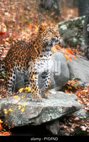 Amur Leopard, Großkatzen, Asien, Captive Stockfoto