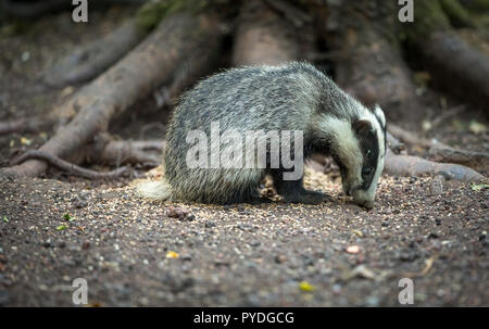 Badger cub saß im natürlichen Lebensraum Wald, nach rechts und nach Futter für Erdnüsse. Wissenschaftlicher Name: Meles meles. Landschaft. Tageslicht Stockfoto