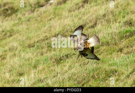 Bussard, Mäusebussard, Wissenschaftlicher Name: Buteo buteo, tauchen nach Beute auf der Fernbedienung Ardnamurchan Halbinsel in den Highlands von Schottland. Horizontale Stockfoto