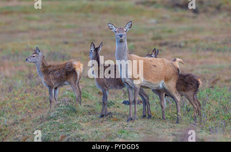 Red deer Hirschkuh oder doe mit drei Kitze zu Fuß in den Highlands von Schottland, Großbritannien. Wissenschaftlicher Name: Cervus Elaphus. Auf der Suche nach vorne. Horizontale. Stockfoto