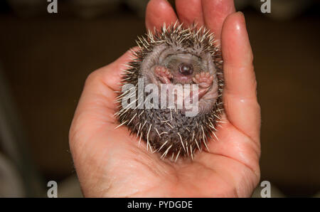 Igel, wild, native, winzigen Europäischen baby Igel oder hoglet, Wissenschaftlicher Name: Erinaceus europaeus, zu einer Kugel zusammengerollt und in einer Hand gehalten Stockfoto