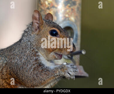 Graue Eichhörnchen auf Bird Feeder am College Lake Nature Reserve, Buckinghamshire, Großbritannien Stockfoto