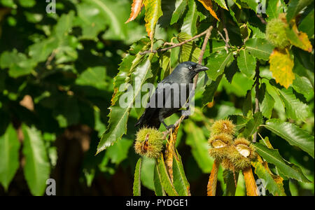 Dohle, wild, native Dohle in natürlichen Wäldern Lebensraum und Fütterung auf bucheckern mit stacheligen Schale. Wissenschaftlicher Name: Corvus monedula. Horizontale Stockfoto