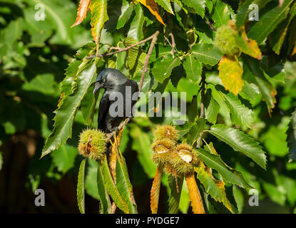 Dohle, wild, native Dohle in natürlichen Wäldern Lebensraum und Fütterung auf bucheckern mit stacheligen Schale. Wissenschaftlicher Name: Corvus monedula. Horizontale Stockfoto