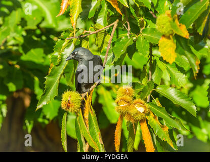 Dohle, wild, native Dohle in natürlichen Wäldern Lebensraum und Fütterung auf bucheckern mit stacheligen Schale. Wissenschaftlicher Name: Corvus monedula. Horizontale Stockfoto