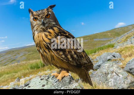 Uhu, auch als der Eurasischen oder Europäischen Uhu bekannt. Wissenschaftlicher Name: Bubo bubo, auf Flechten bedeckt Rock im englischen Lake District gelegen Stockfoto