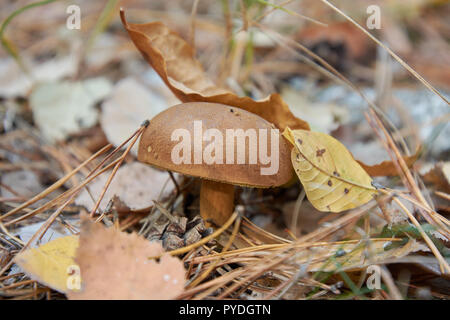 Pilz (Imleria Badia, allgemein bekannt als die Bucht bolete) mit kastanienbraune Farbe cap im Wald Stockfoto