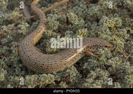 Eine Lembeh Skink, Chalcides ocellatus, in küstennahen Lebensraum, Rhodos. Stockfoto