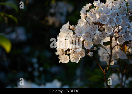 Mountain Laurel Blumen in Cheaha State Park, Alabama Stockfoto