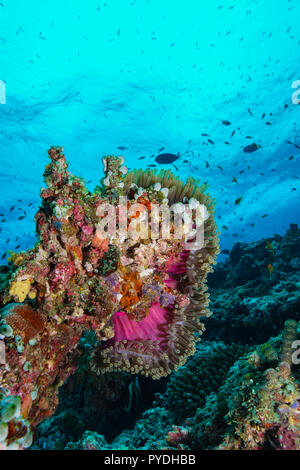 Weiche Anemone Korallen Maldives Stockfoto