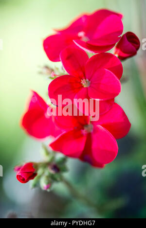 Close up Portrait von Red Geranien Blume mit unscharf Hintergrund. Stockfoto