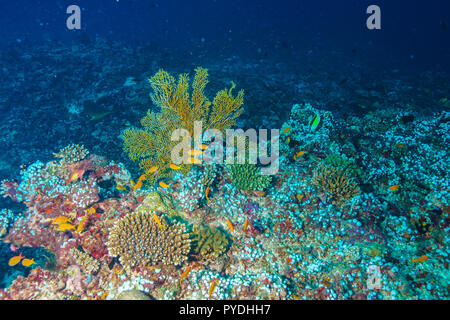 Millepora Alcicornis Fire Coral Malediven Stockfoto