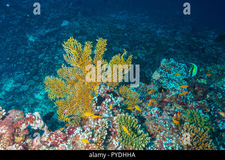 Millepora Alcicornis Fire Coral Malediven Stockfoto