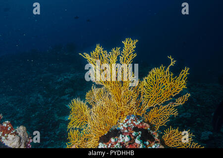 Millepora Alcicornis Fire Coral Malediven Stockfoto