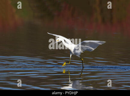 Snowy Egret Hunting in Pond Stockfoto