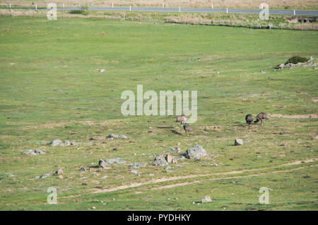 Emus laufen und Fütterung in einem Feld in der verschneiten Bergwelt Stockfoto