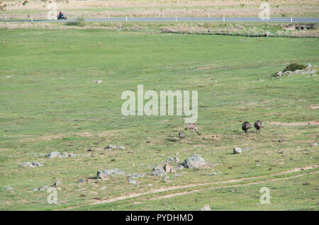 Emus laufen und Fütterung in einem Feld in der verschneiten Bergwelt Stockfoto