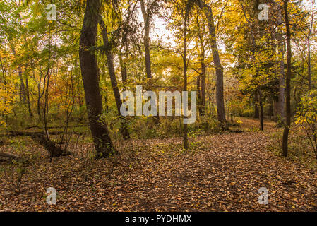 Bunte Herbst Wald mit Laub auf dem Boden Stockfoto