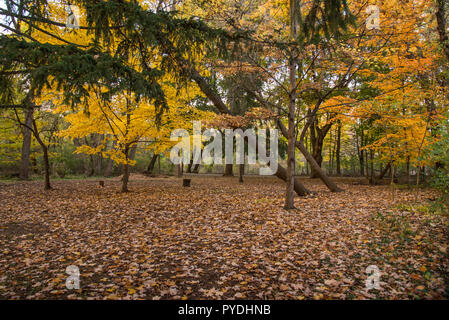 Bunte Herbst Wald mit Laub auf dem Boden Stockfoto