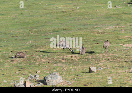 Emus laufen und Fütterung in einem Feld in der verschneiten Bergwelt Stockfoto