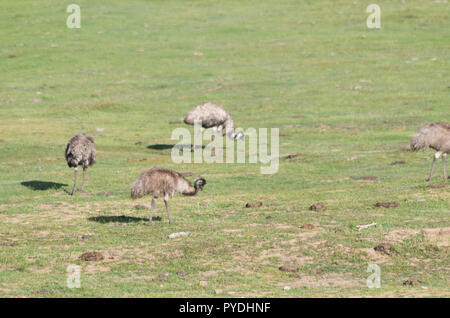 Emus laufen und Fütterung in einem Feld in der verschneiten Bergwelt Stockfoto