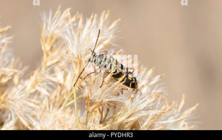 Helle Gelb & schwarz Longhorn Beetle, Landwirtschaftliche endemisch Pest die Heuschrecken Borer (Megacyllene robiniae) in Colorado Stockfoto