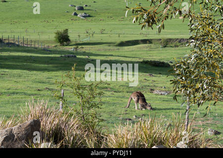 Wild männliches Känguru in einer Farm Feld Weiden Stockfoto
