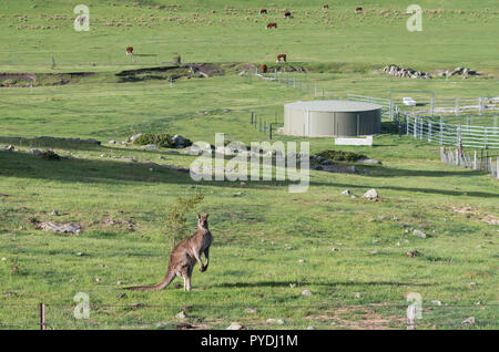 Wild männliches Känguru in einer Farm Feld Weiden mit Kühen Stockfoto