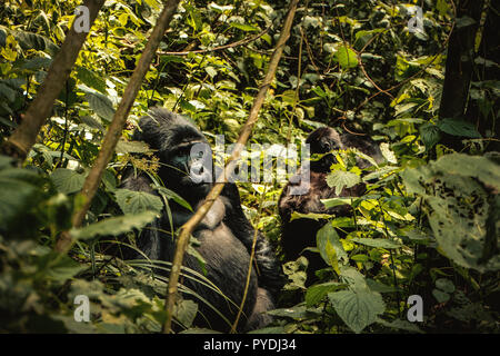 Familie von Berg Gorillas im Bwindi Impenetrable Forest in Uganda gesehen. Der Bwindi Impenetrable Nationalpark ist ein gebirgiges Gebiet im Südwesten von Uganda. Es ist ein Zuhause auf der Welt verbliebenen Berggorillas, die auf Wurzeln, Blätter und Früchte von den Park. Stockfoto