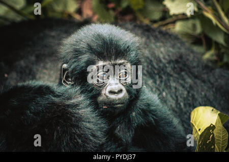 Baby Mountain Gorilla im Bwindi Impenetrable Forest in Uganda gesehen. Der Bwindi Impenetrable Nationalpark ist ein gebirgiges Gebiet im Südwesten von Uganda. Es ist ein Zuhause auf der Welt verbliebenen Berggorillas, die auf Wurzeln, Blätter und Früchte von den Park. Stockfoto