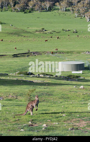 Wild männliches Känguru in einer Farm Feld Weiden mit Kühen Stockfoto