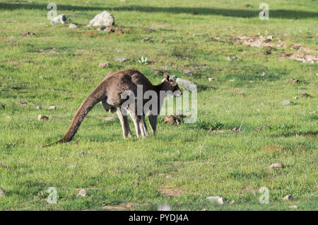 Wild männliches Känguru in einer Farm Feld Weiden Stockfoto
