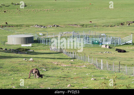 Wild männliches Känguru in einer Farm Feld Weiden mit Kühen Stockfoto