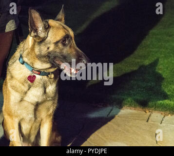 Belgische Malinois Stockfoto