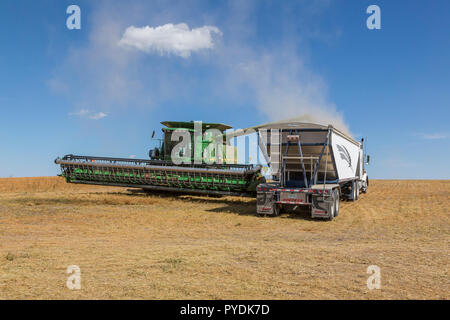 Das geerntete Linsen aus Trichter kombinieren in wartende Lastwagen. Stockfoto